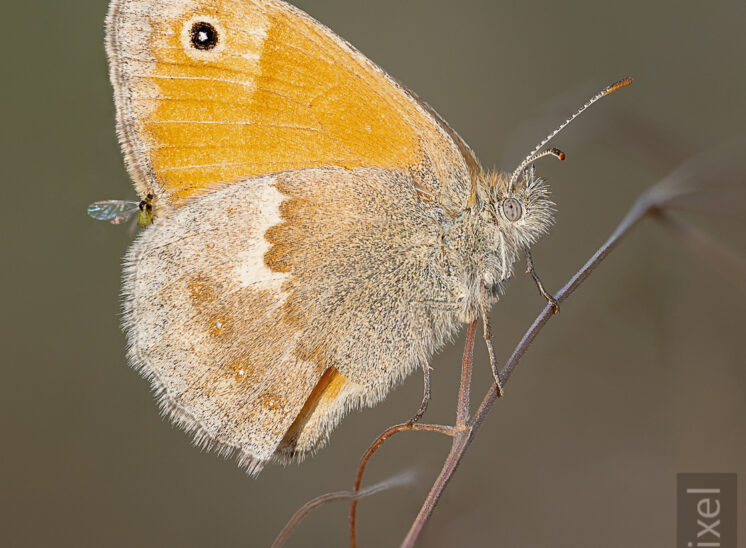 Kleines Wiesenvögelchen (Small heath)