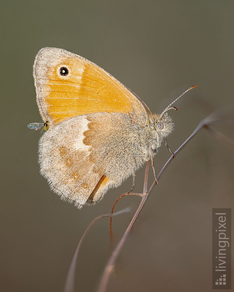 Kleines Wiesenvögelchen (Small heath)