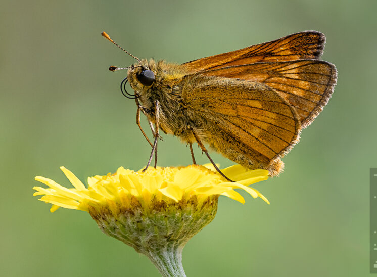 Rostfarbiger Dickkopffalter (Large skipper)