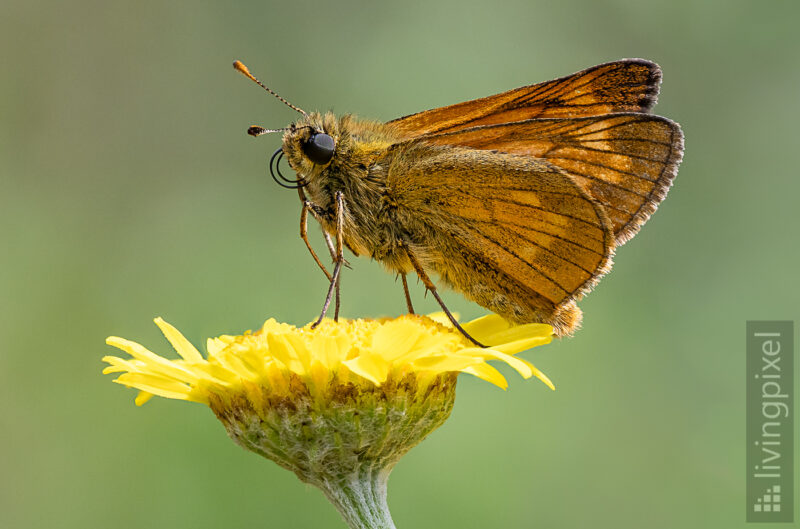 Rostfarbiger Dickkopffalter (Large skipper)