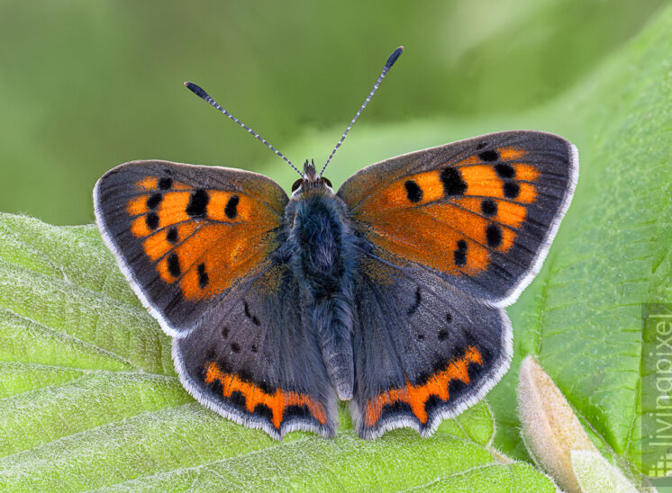 Kleiner Feuerfalter (Common copper)