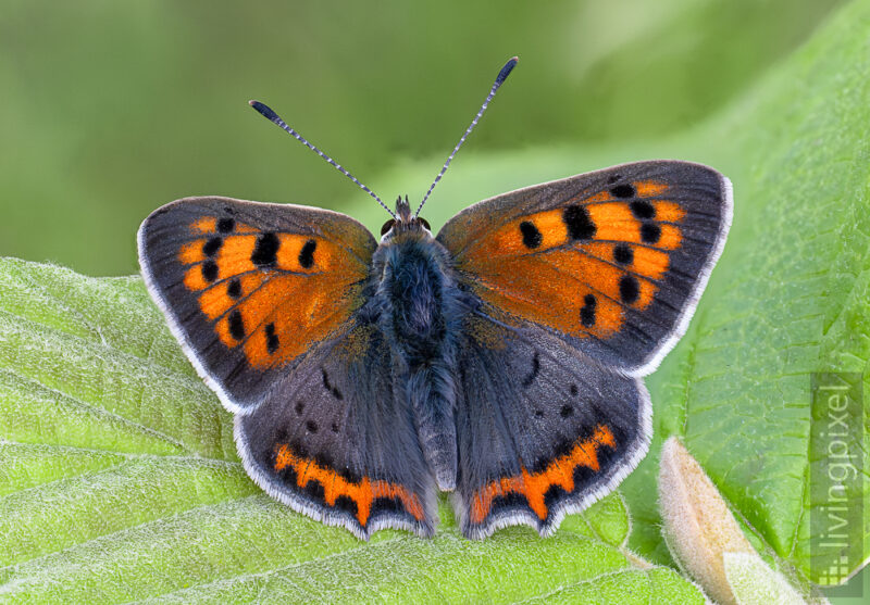 Kleiner Feuerfalter (Common copper)