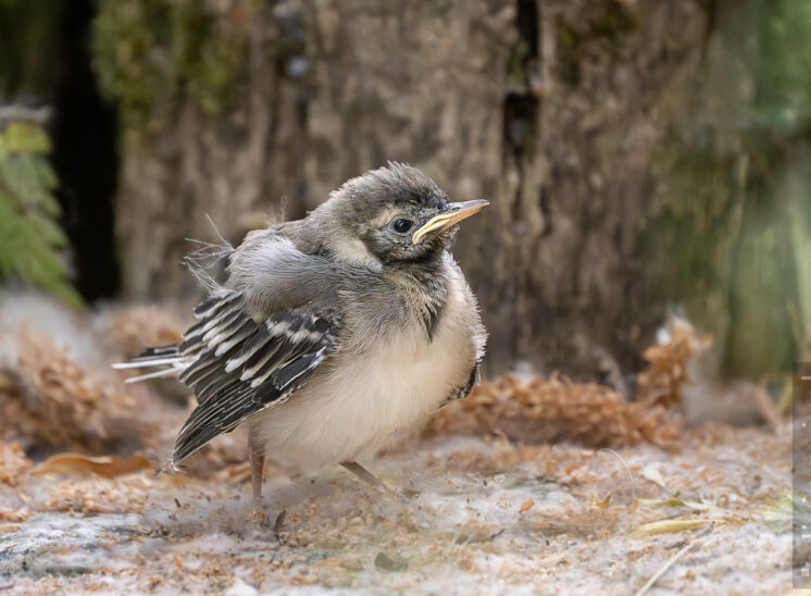 Jungvogel (unbestimmt)