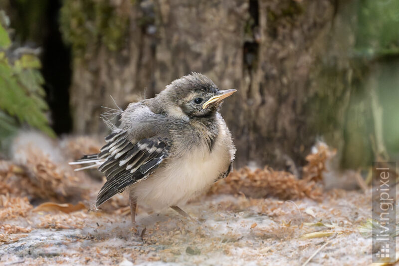 Jungvogel (unbestimmt)