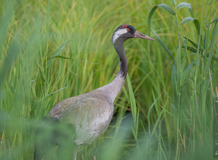 Kranich (Common crane)