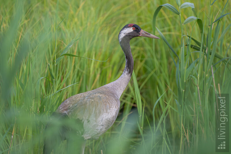 Kranich (Common crane)