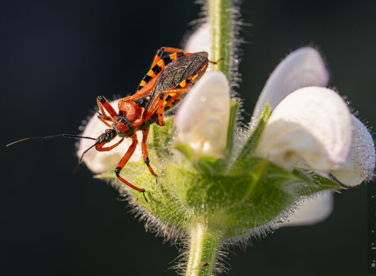 Rote Mordwanze (Rhynocoris iracundus)