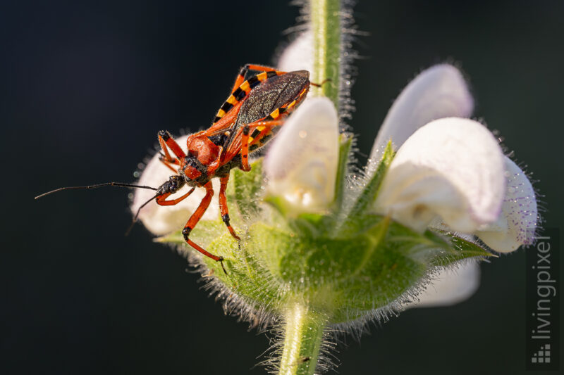 Rote Mordwanze (Rhynocoris iracundus)