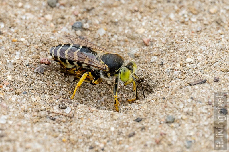 Kreiselwespe (Bembix rostrata)