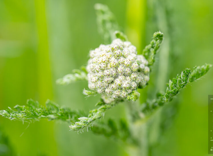 Blütenknospe (Flower bud)