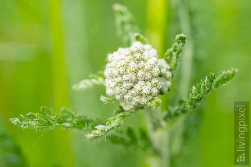 Blütenknospe (Flower bud)