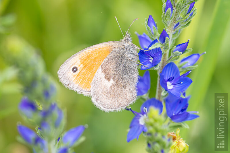 Kleines Wiesenvögelchen (Small heath)