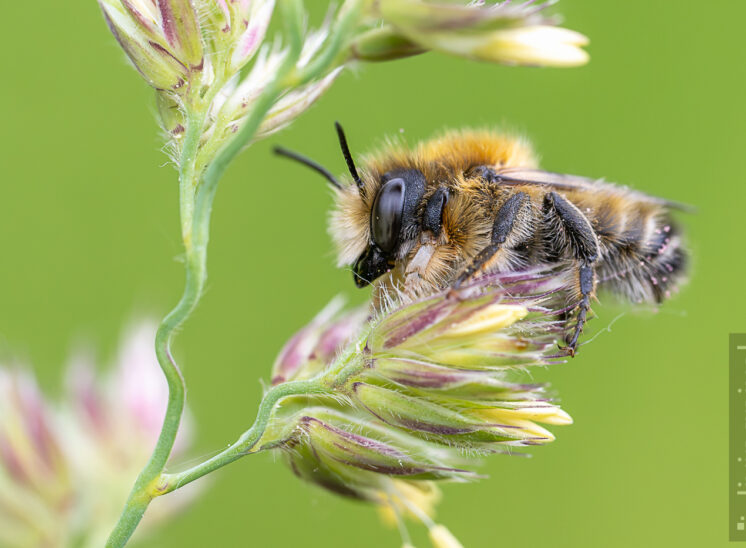 Schlafende Wildbiene, unbestimmt (Sleeping wild bee, undetermined)