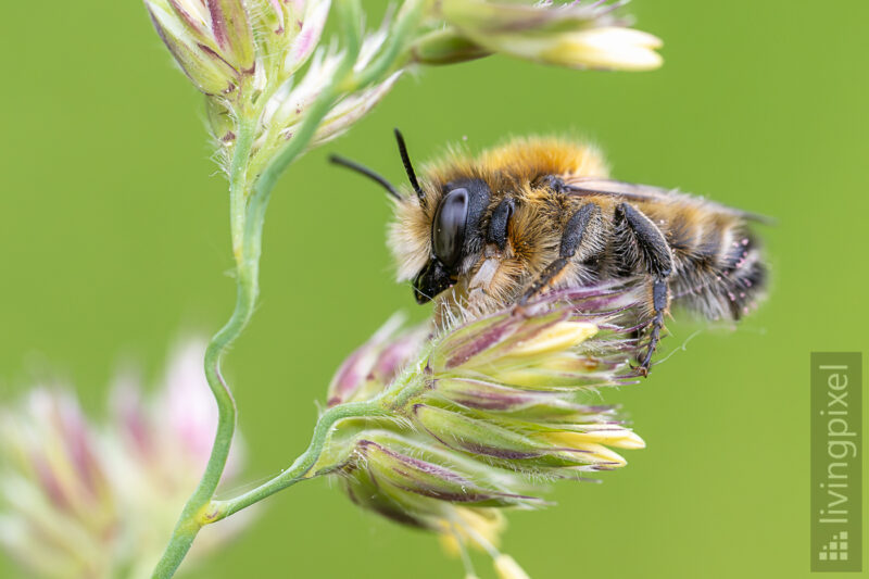 Schlafende Wildbiene, unbestimmt (Sleeping wild bee, undetermined)