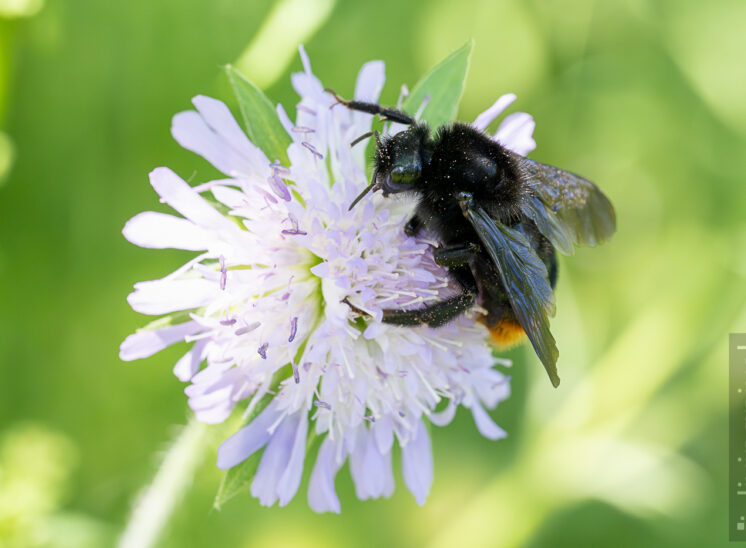 Steinhummel (Bombus lapidarius)