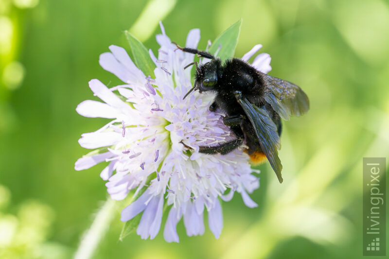 Steinhummel (Bombus lapidarius)
