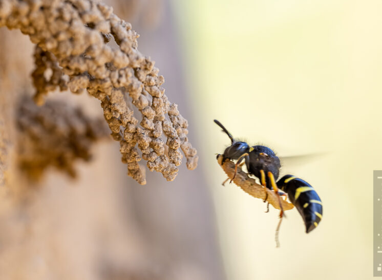 Gemeine Schornsteinwespe (Odynerus spinipes)