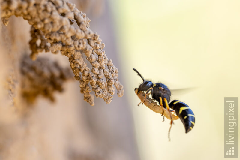 Gemeine Schornsteinwespe (Odynerus spinipes)