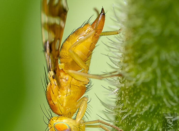 Heckenkirschen-Bohrfliege (Myoleja lucida)