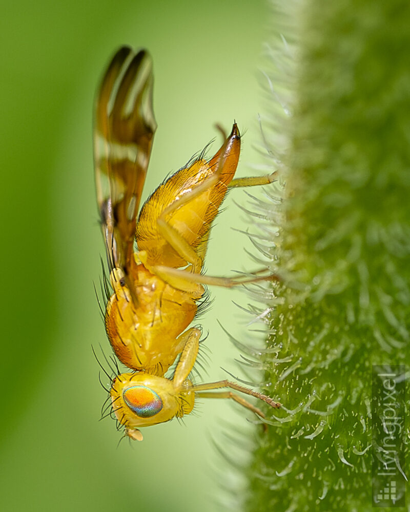 Heckenkirschen-Bohrfliege (Myoleja lucida)