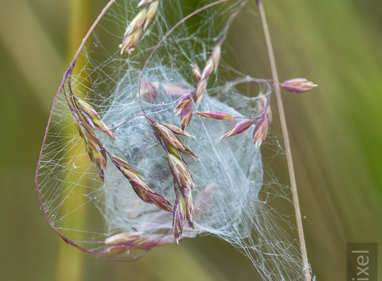 Brutgespinst einer Spinne