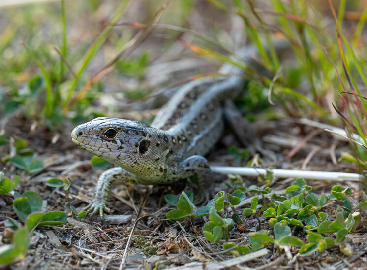 Zauneidechse (Sand lizard)