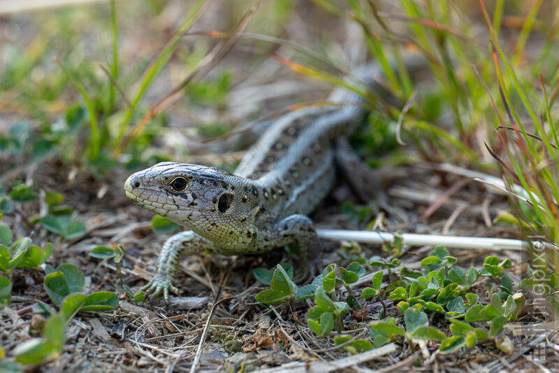 Zauneidechse (Sand lizard)