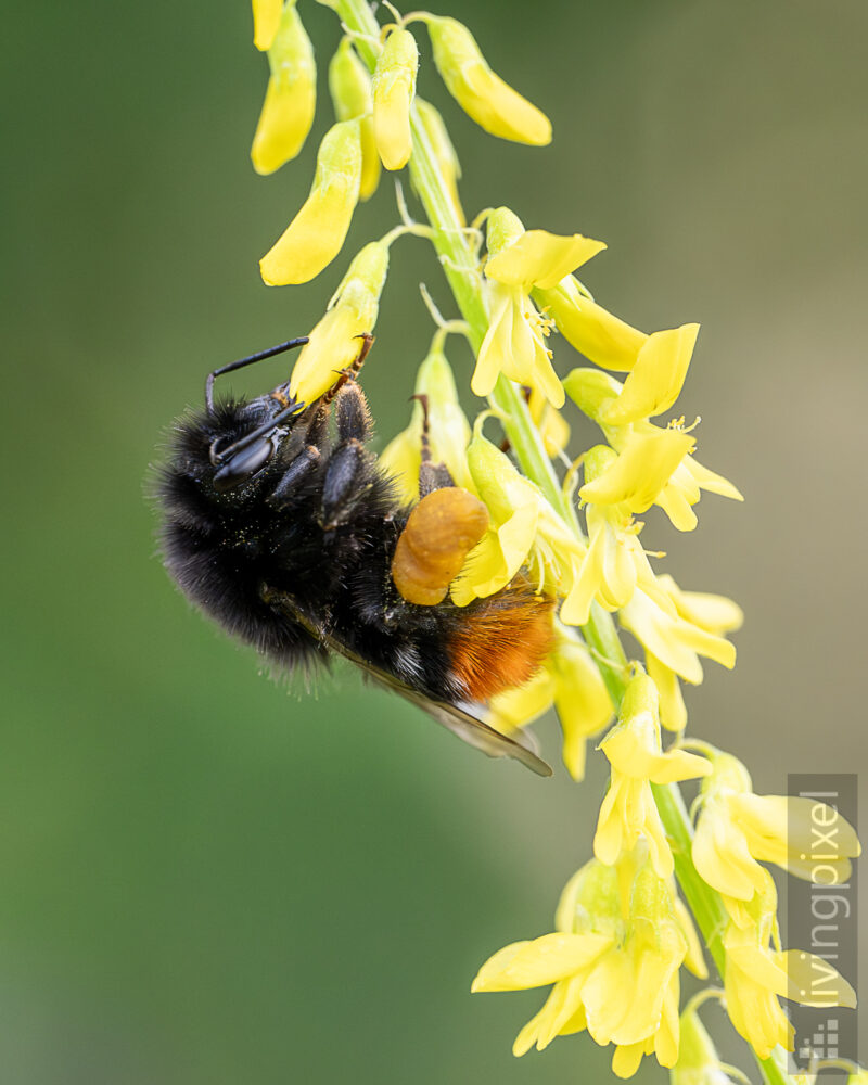 Steinhummel (Bombus lapidarius)