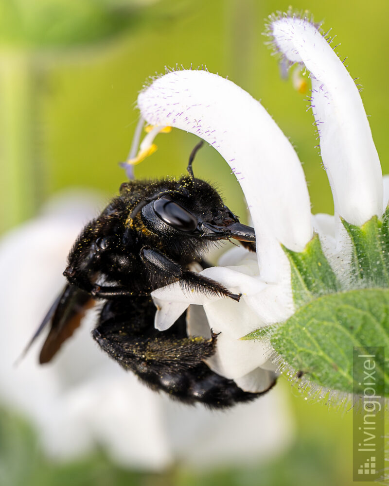 Große Holzbiene (Violet carpenter bee)