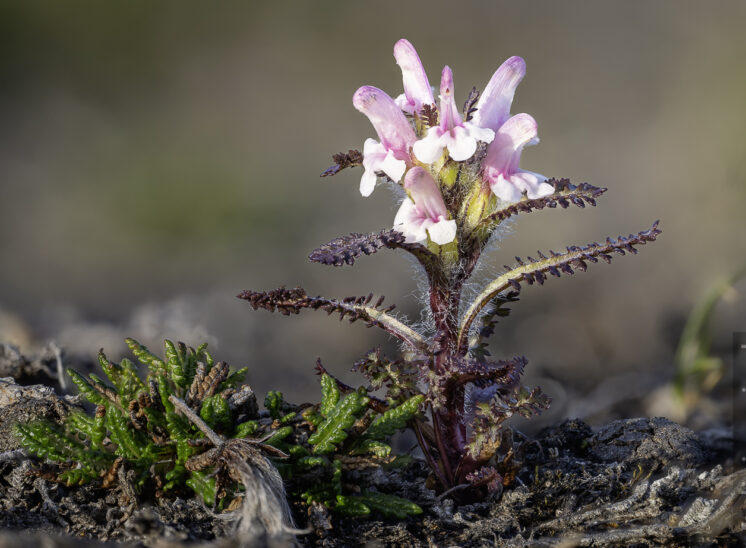 Behaartes Läusekraut (Hairy lousewort)