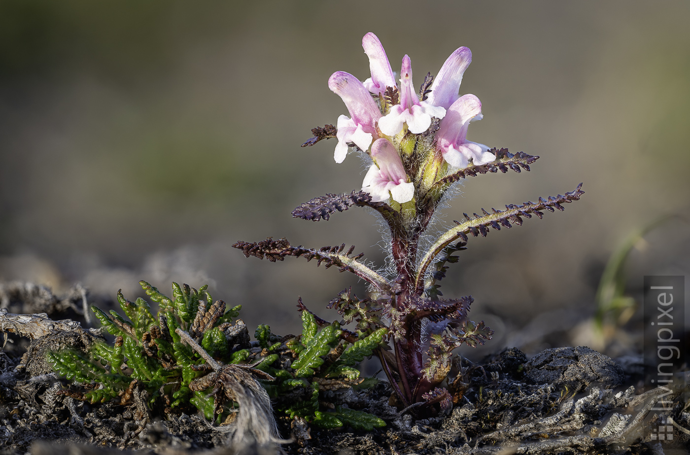 Behaartes Läusekraut (Hairy Lousewort)