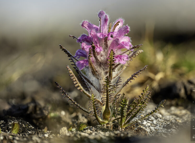 Wolliges Läusekraut (Wooly lousewort)