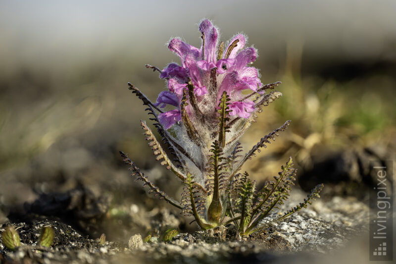 Wolliges Läusekraut (Wooly lousewort)