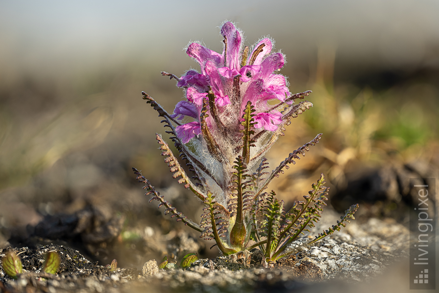 Wolliges Läusekraut (Wooly Lousewort)