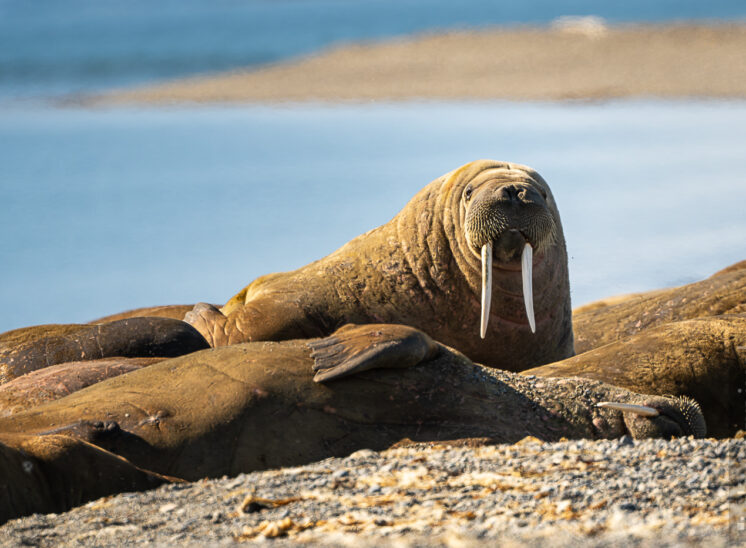 Walross (Walrus)