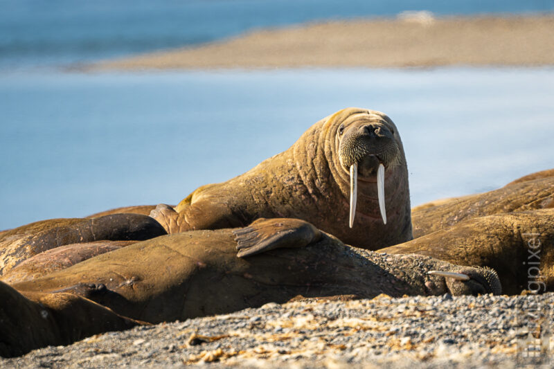 Walross (Walrus)