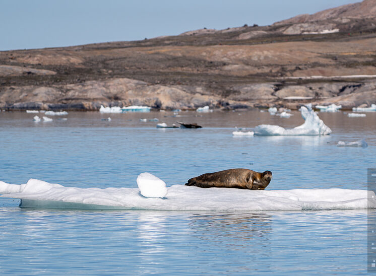 Bartrobbe (Bearded seal)