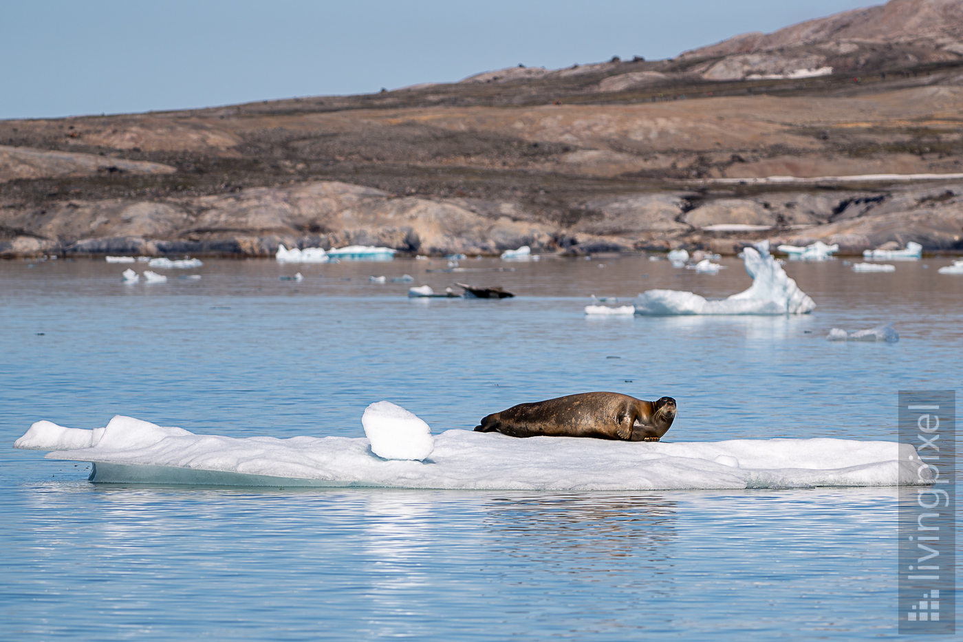 Bartrobbe (Bearded seal)