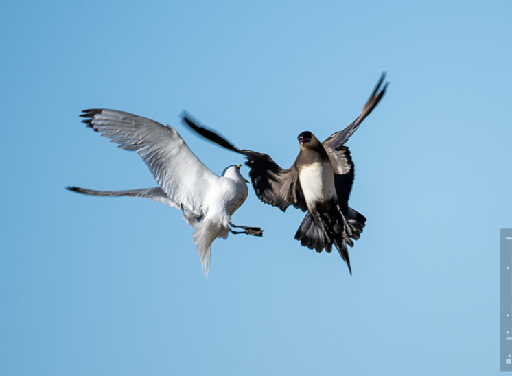 Schmarotzerraubmöwe (Arctic skua)