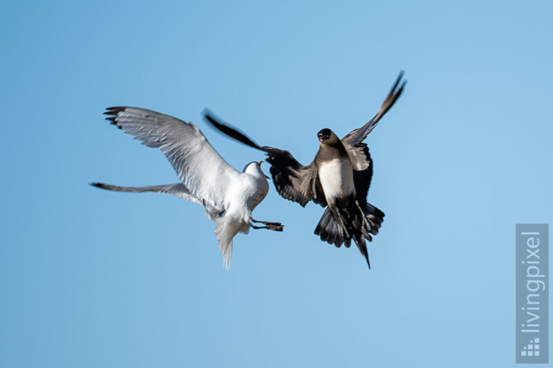 Schmarotzerraubmöwe (Arctic skua)