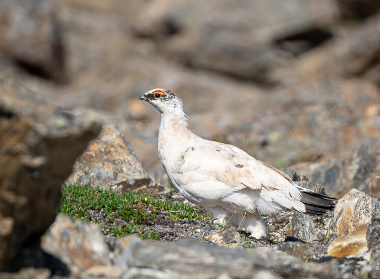 Alpenschneehuhn (Rock ptarmigan)