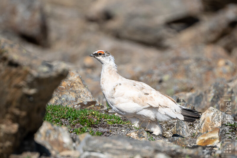 Alpenschneehuhn (Rock ptarmigan)