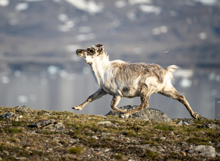 Spitzbergen Rentier (Svalbard reindeer)