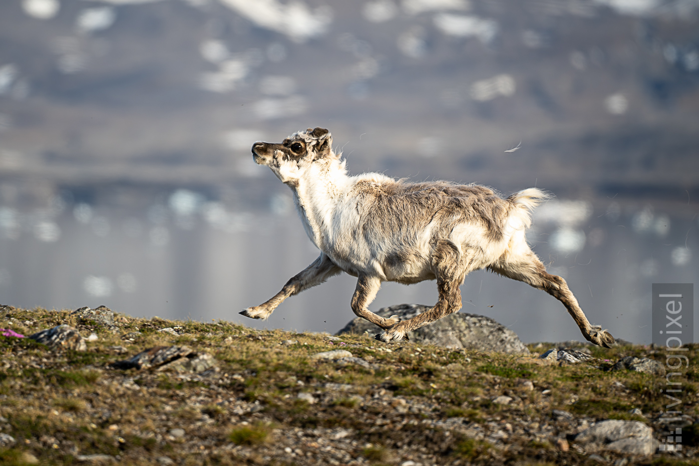 Spitzbergen Rentier (Svalbard reindeer)