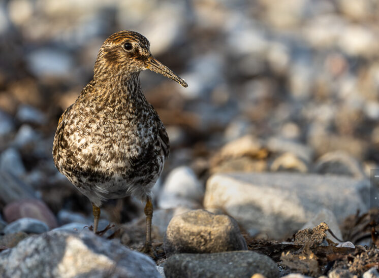 Meerstrandläufer (Purple sandpiper)