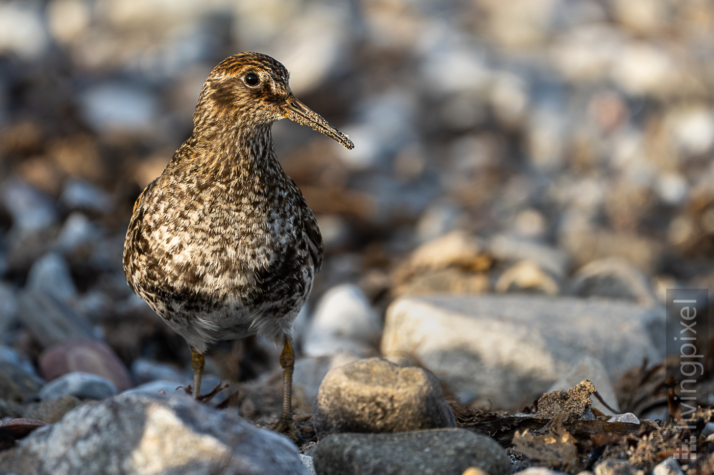 Meerstrandläufer (Purple sandpiper)