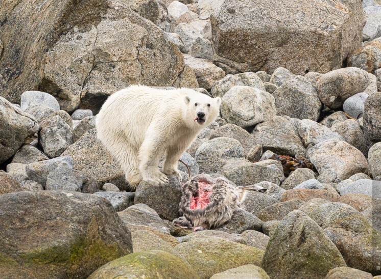 Eisbär (Polar bear)