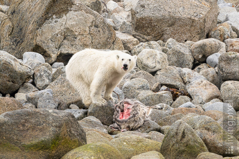 Eisbär (Polar bear)