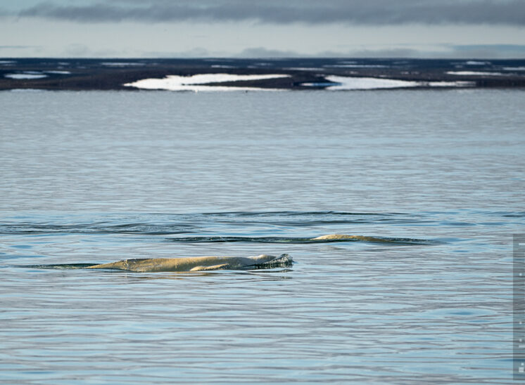 Weißwal (Beluga whale)