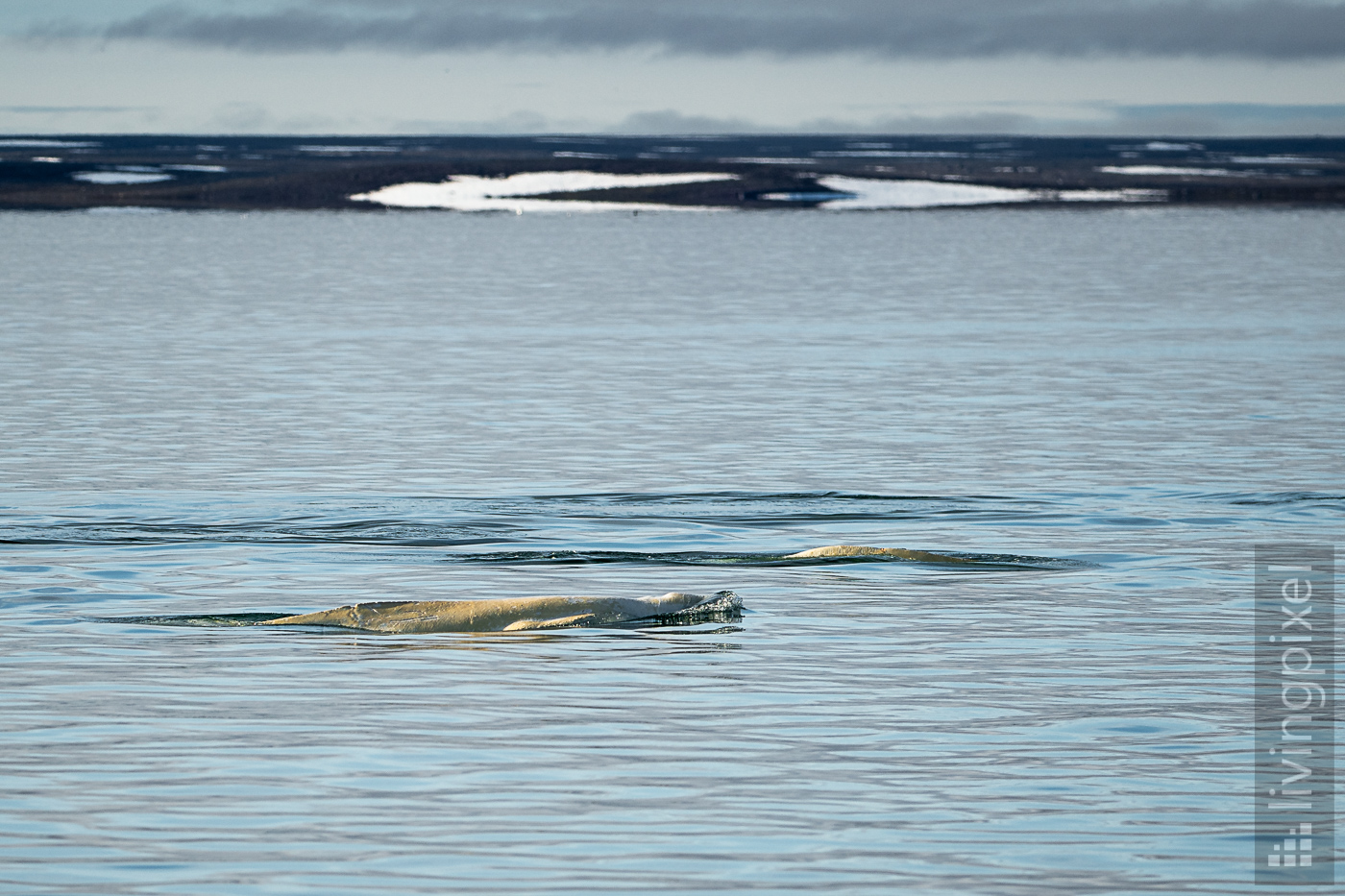 Weißwal (Beluga whale)